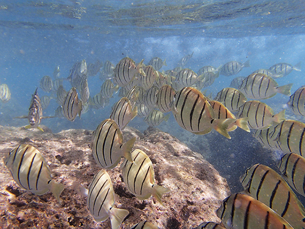 Hanauma Bay